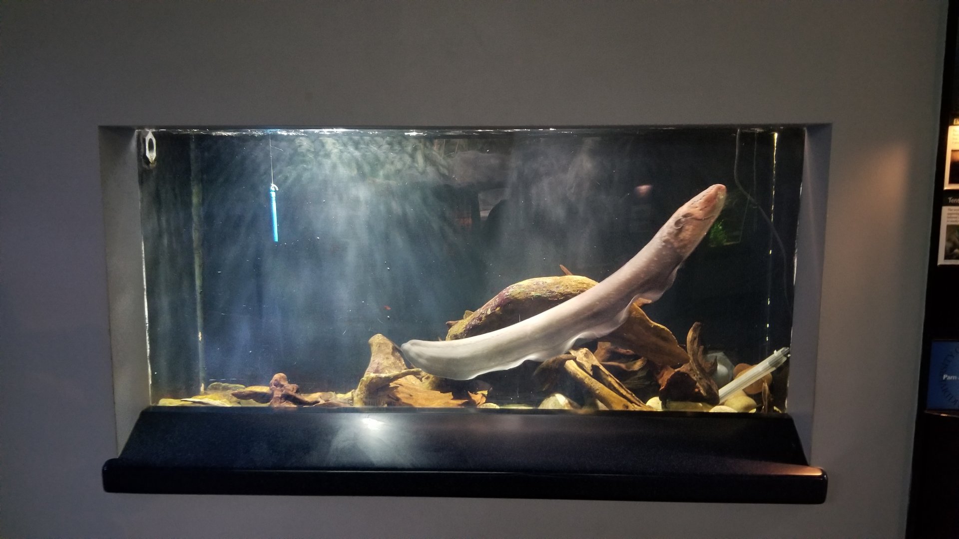 PPG Aquarium - electric eel