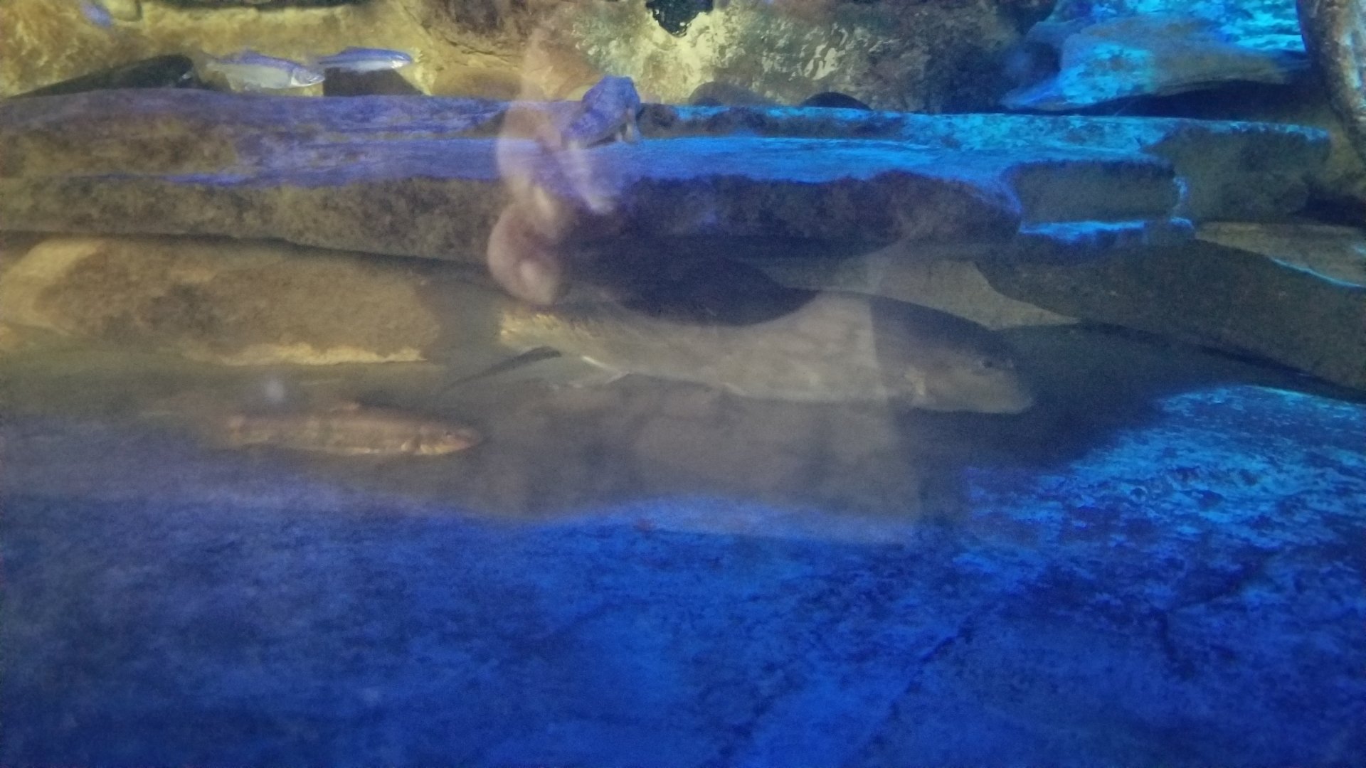PPG Aquarium - Fish in hellbender tank
