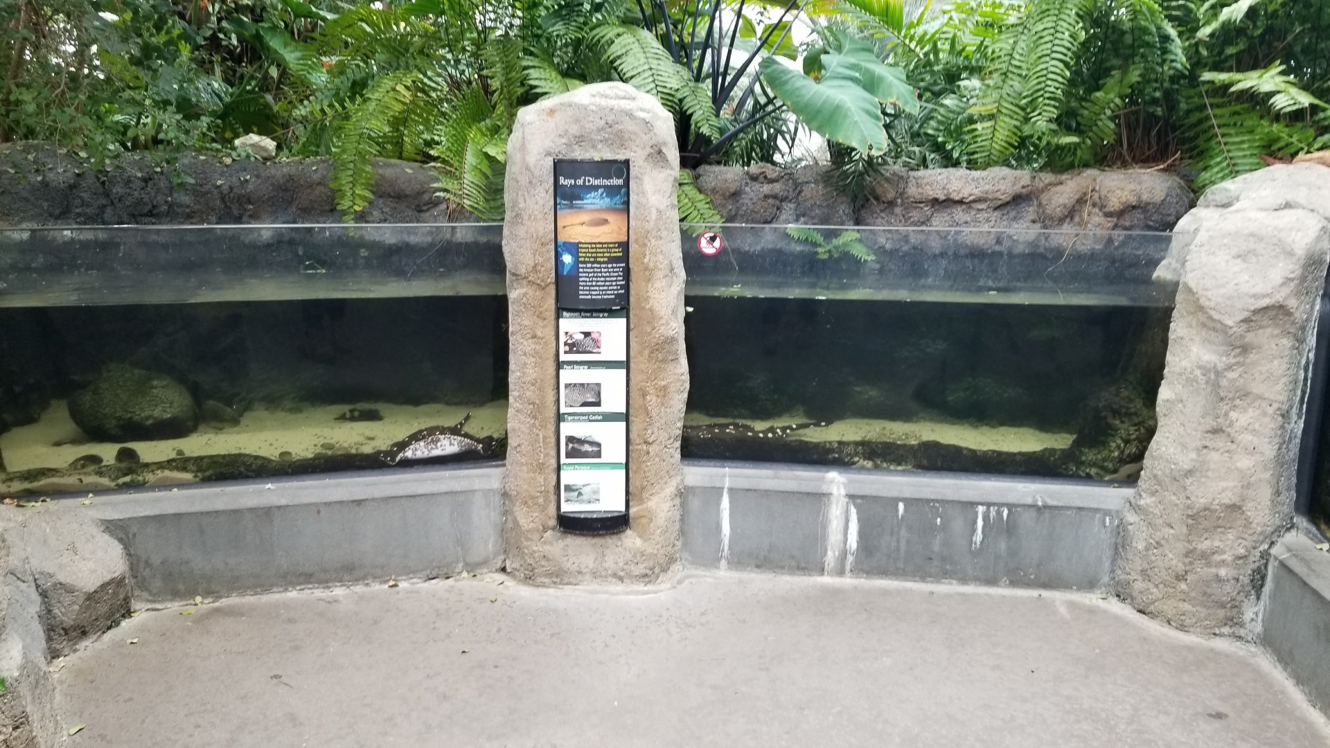 PPG Aquarium - freshwater rays