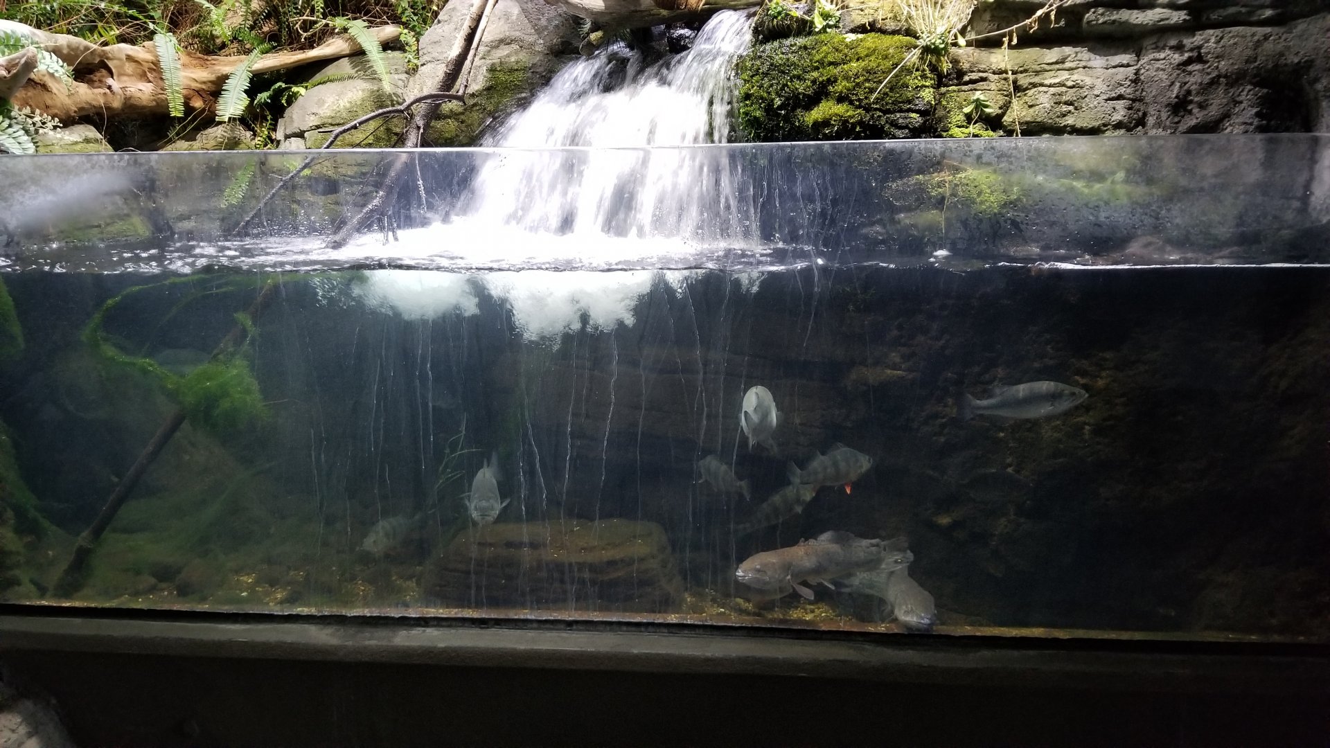 PPG Aquarium - freshwater tank