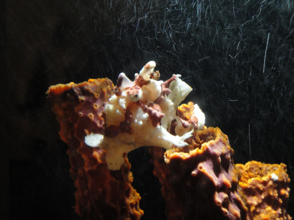 PPG Aquarium - Frogfish