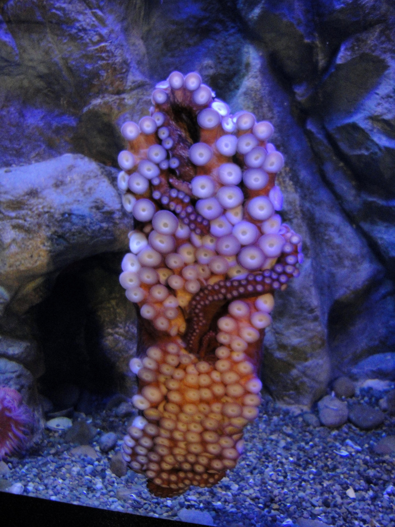 PPG Aquarium - Giant Pacific Octopus