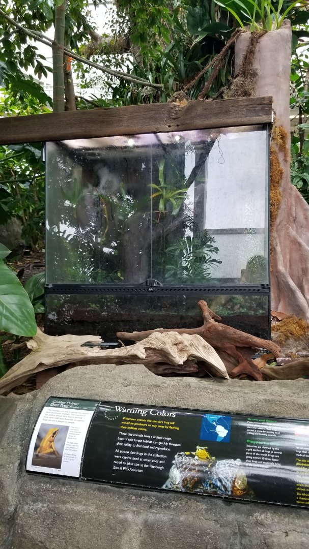 PPG Aquarium - golden poison dart frogs