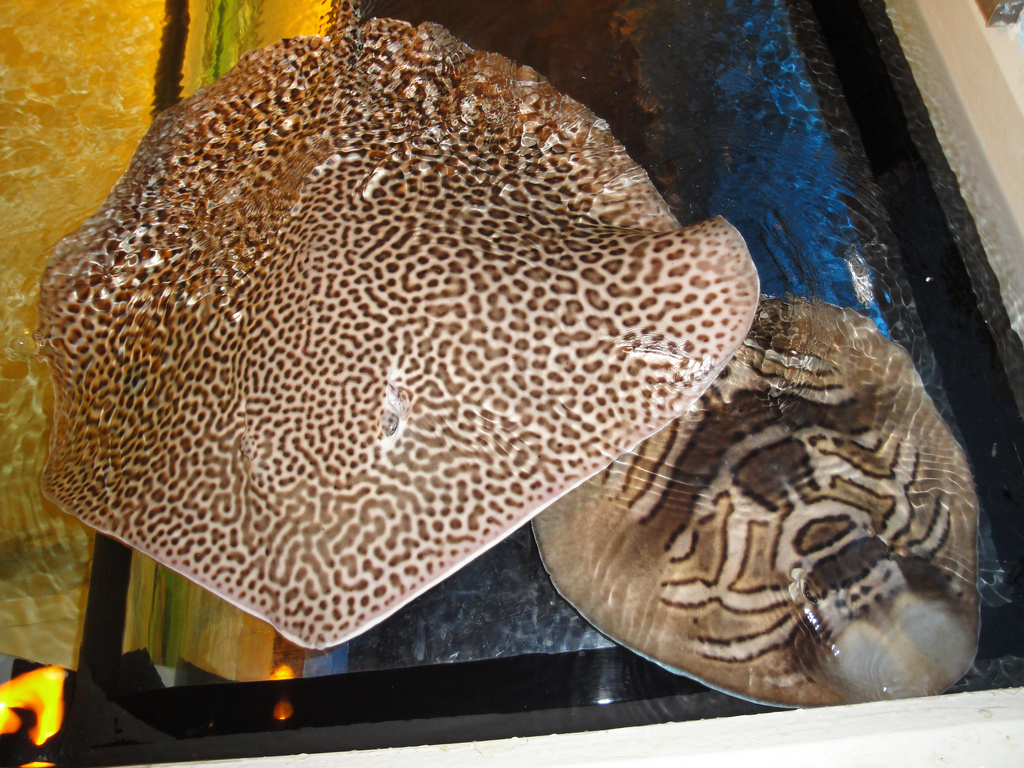 PPG Aquarium - Honeycomb Ray and Eastern Fiddler Ray