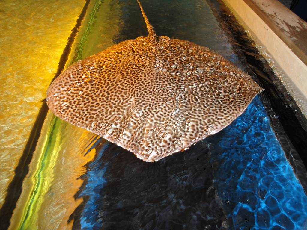 PPG Aquarium - Honeycomb Ray