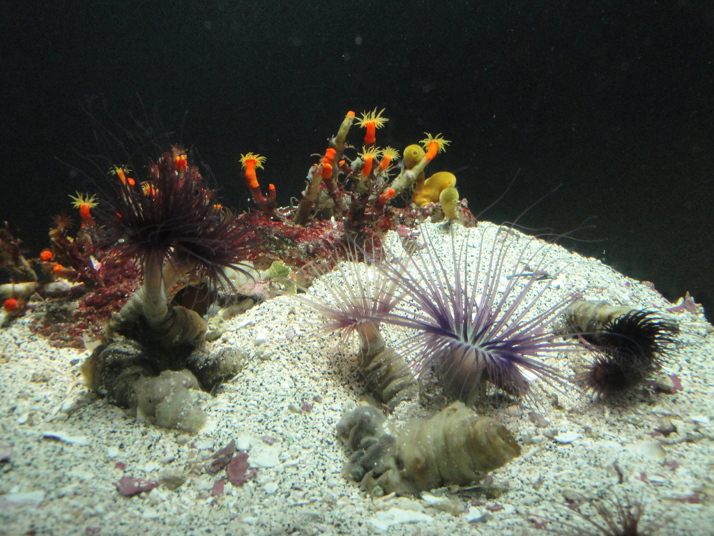 PPG Aquarium - Jewelbox Tank