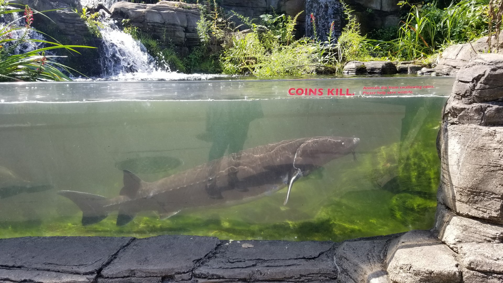 PPG Aquarium - lake sturgeon
