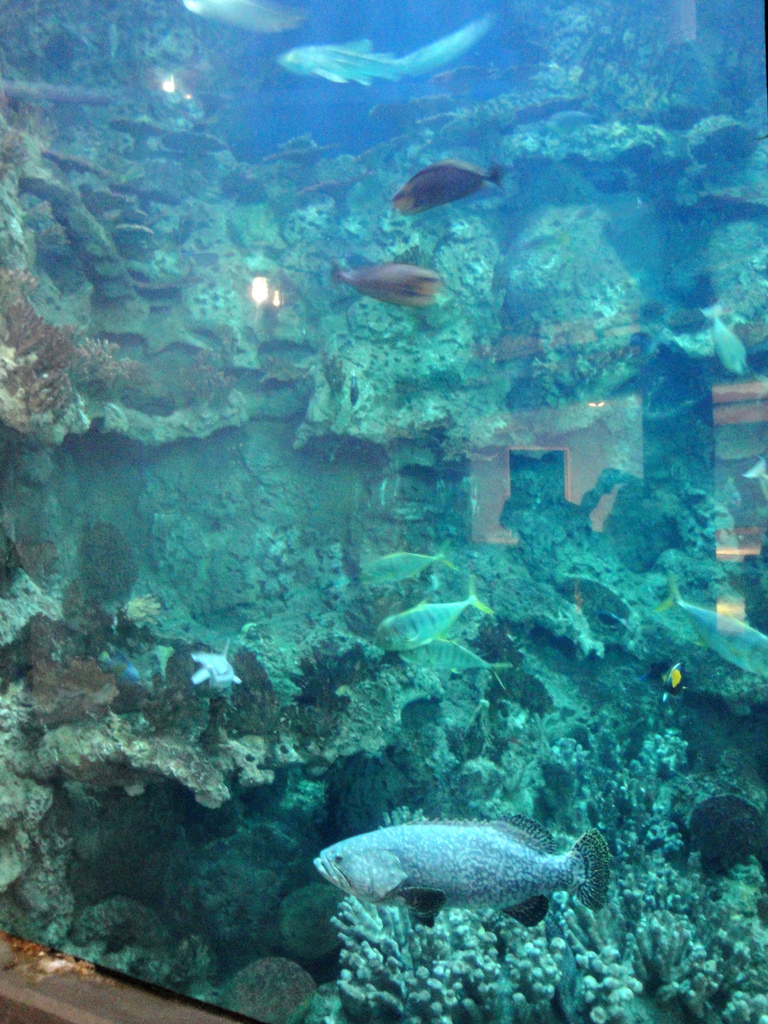 PPG Aquarium - Large Ocean Tank