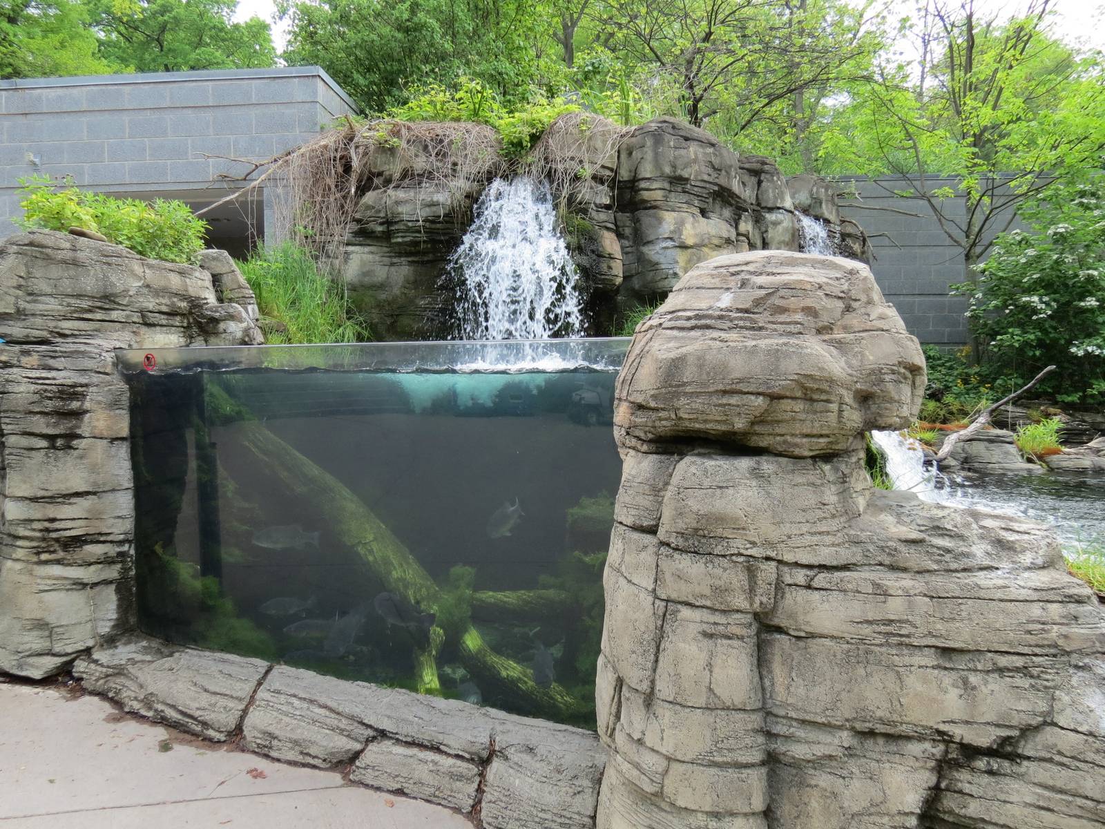PPG Aquarium - Largemouth Bass and Walleye Exhibit