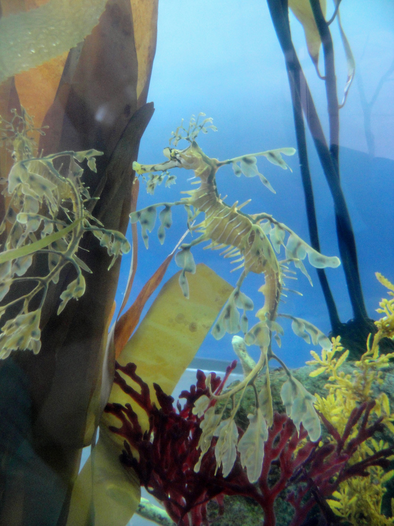 PPG Aquarium - Leafy Sea Dragons