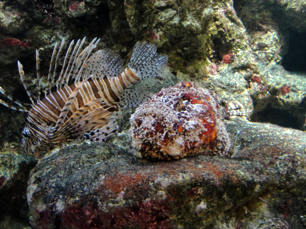 PPG Aquarium - Lionfish and Stonefish