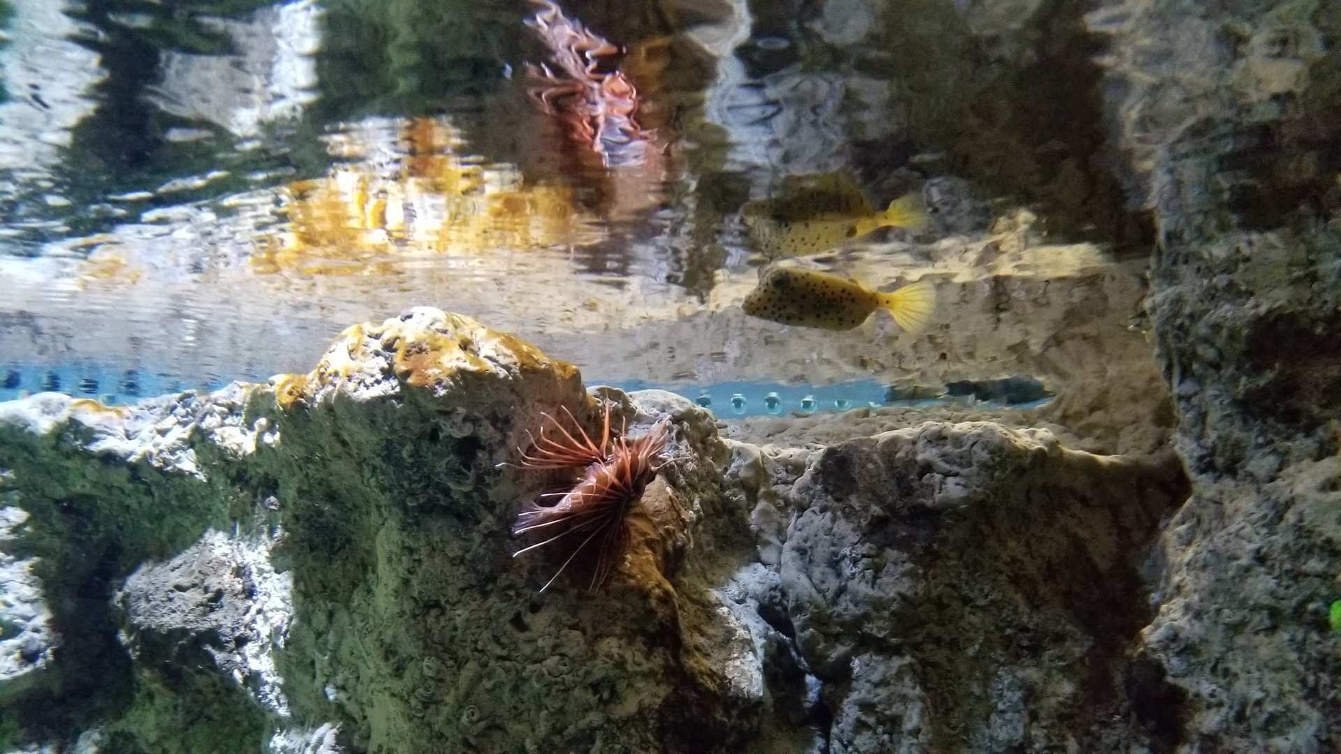 PPG Aquarium - Lionfish, yellow boxfish