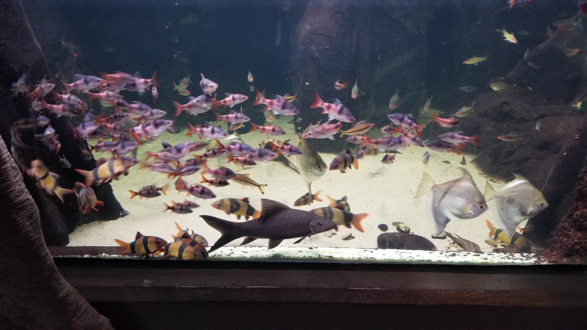 PPG Aquarium - loach tank