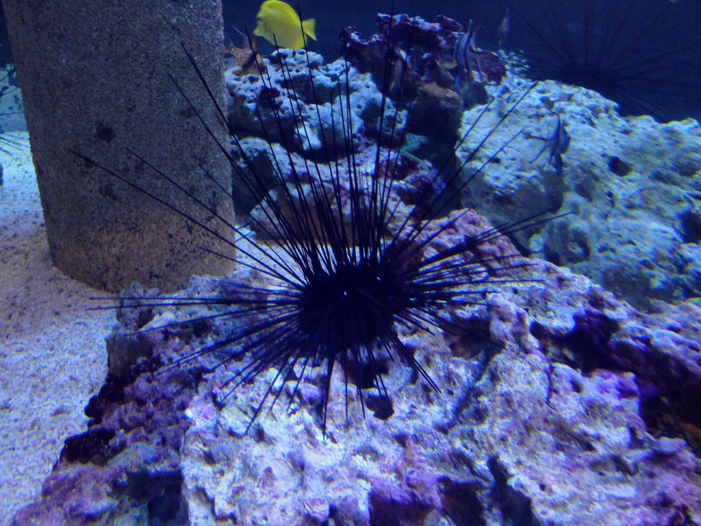 PPG Aquarium - Long-spined Sea Urchin