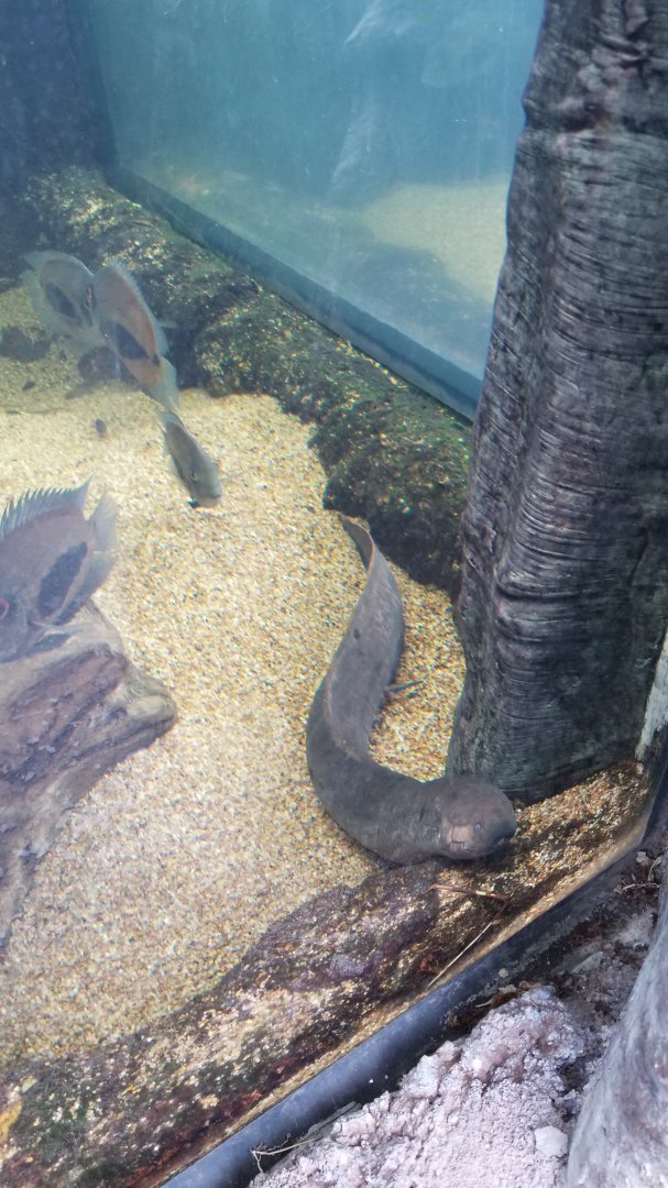 PPG Aquarium - lungfish