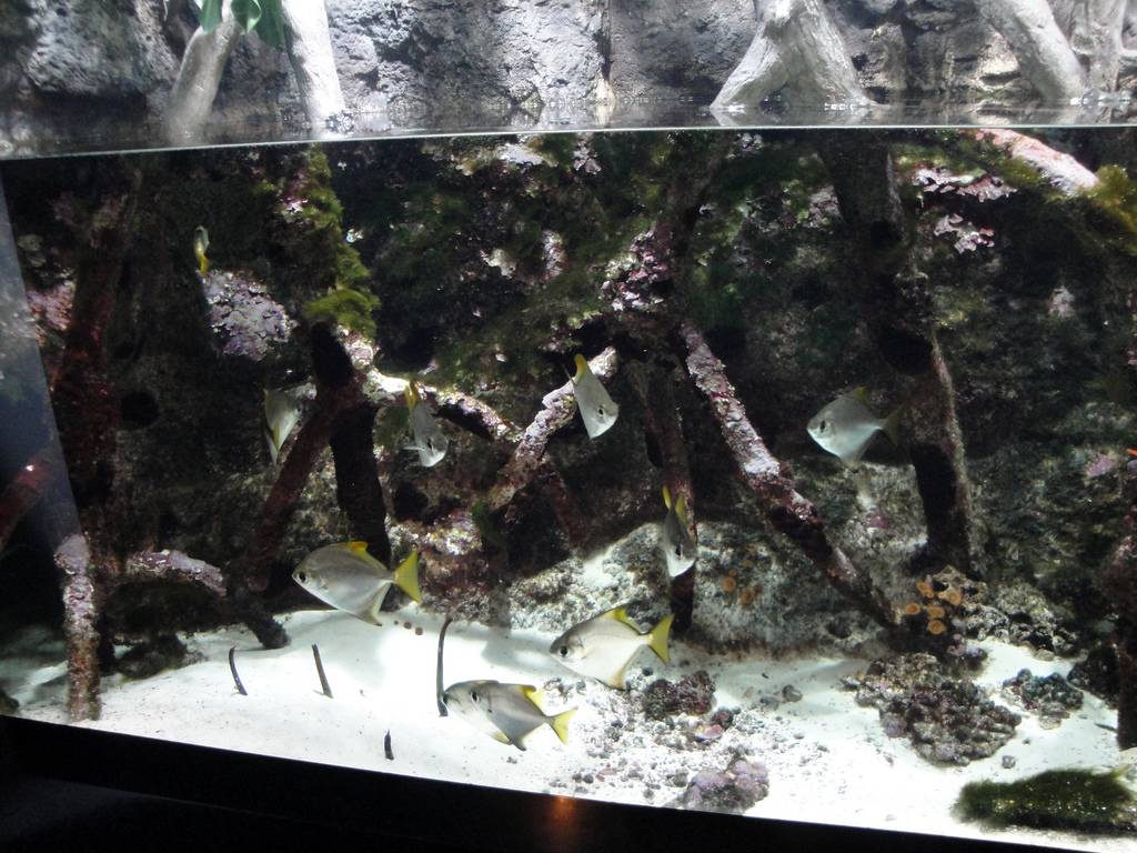 PPG Aquarium - Mangroves Exhibit