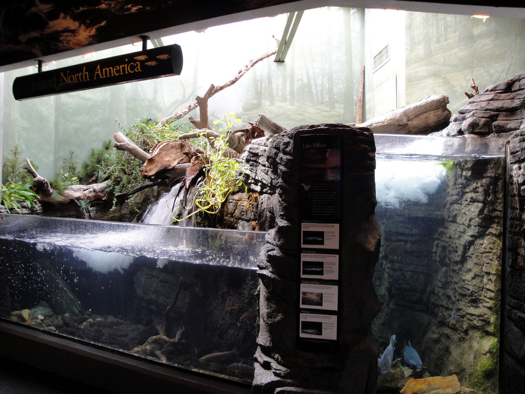 PPG Aquarium - North American Stream Exhibit
