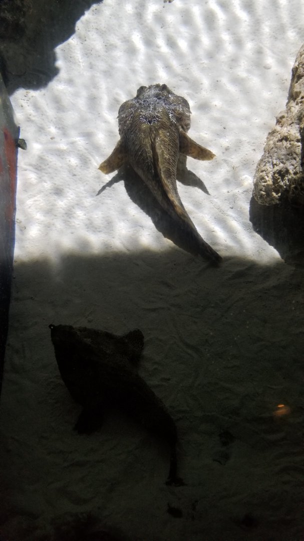 PPG Aquarium - Oyster toadfish, walking batfish