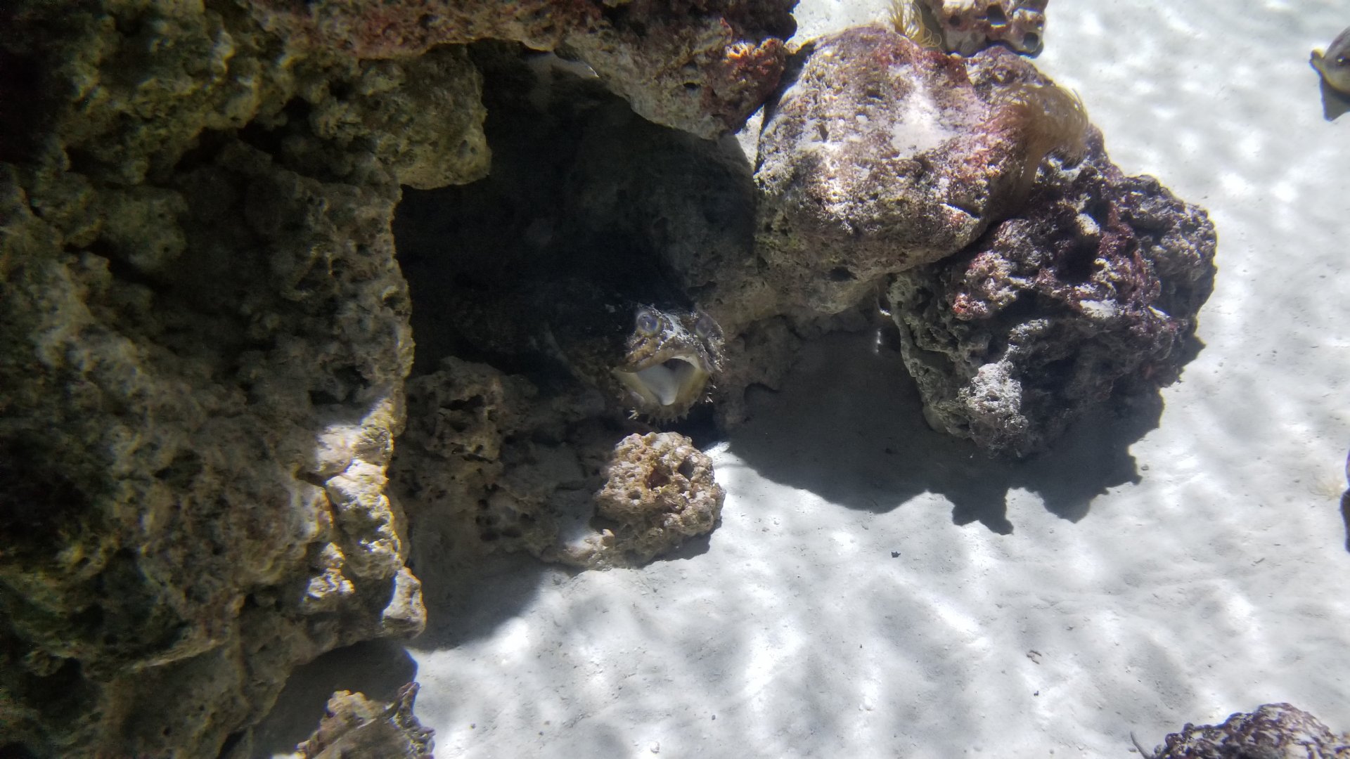 PPG Aquarium - oyster toadfish