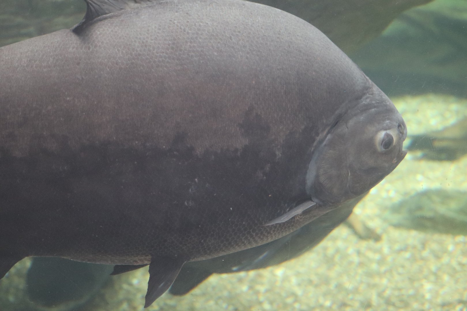PPG Aquarium - Pacu