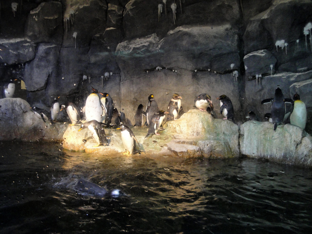 PPG Aquarium - Penguins