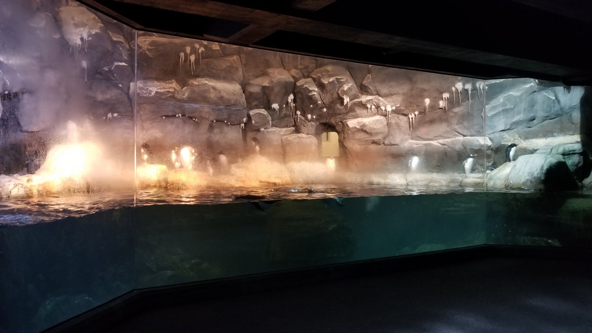 PPG Aquarium - penguins