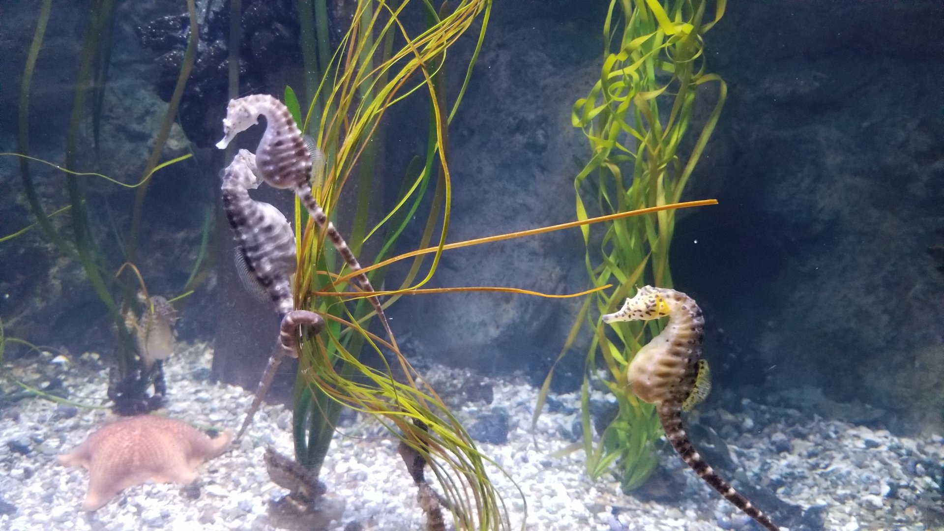 PPG Aquarium - pot-bellied seahorses