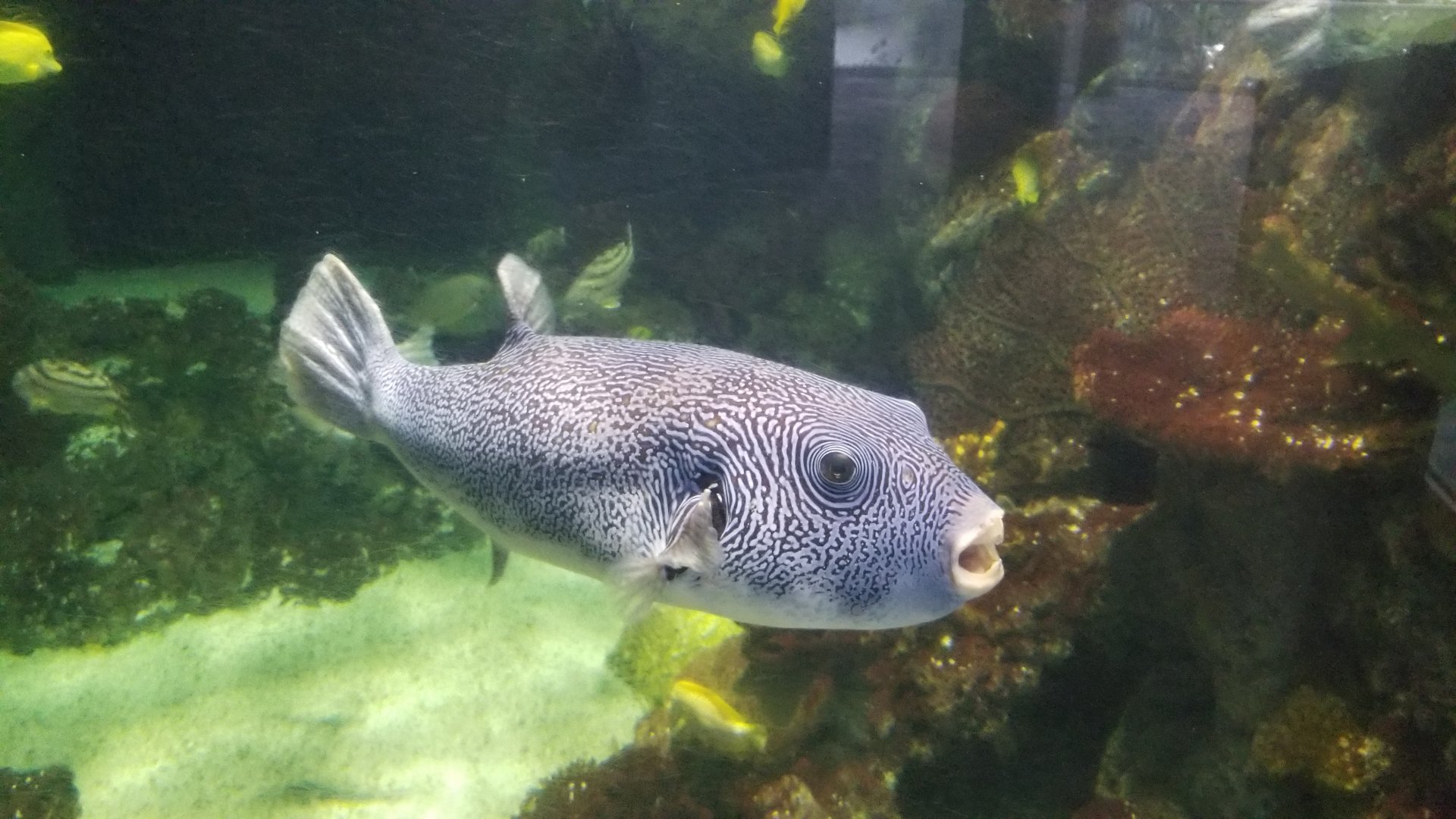 PPG Aquarium - Puffer
