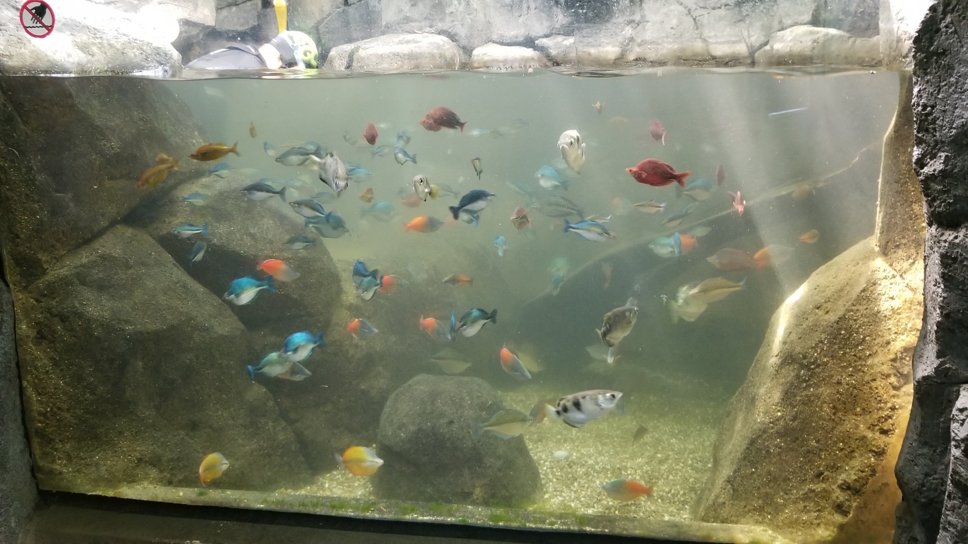 PPG Aquarium - Rainbowfish tank