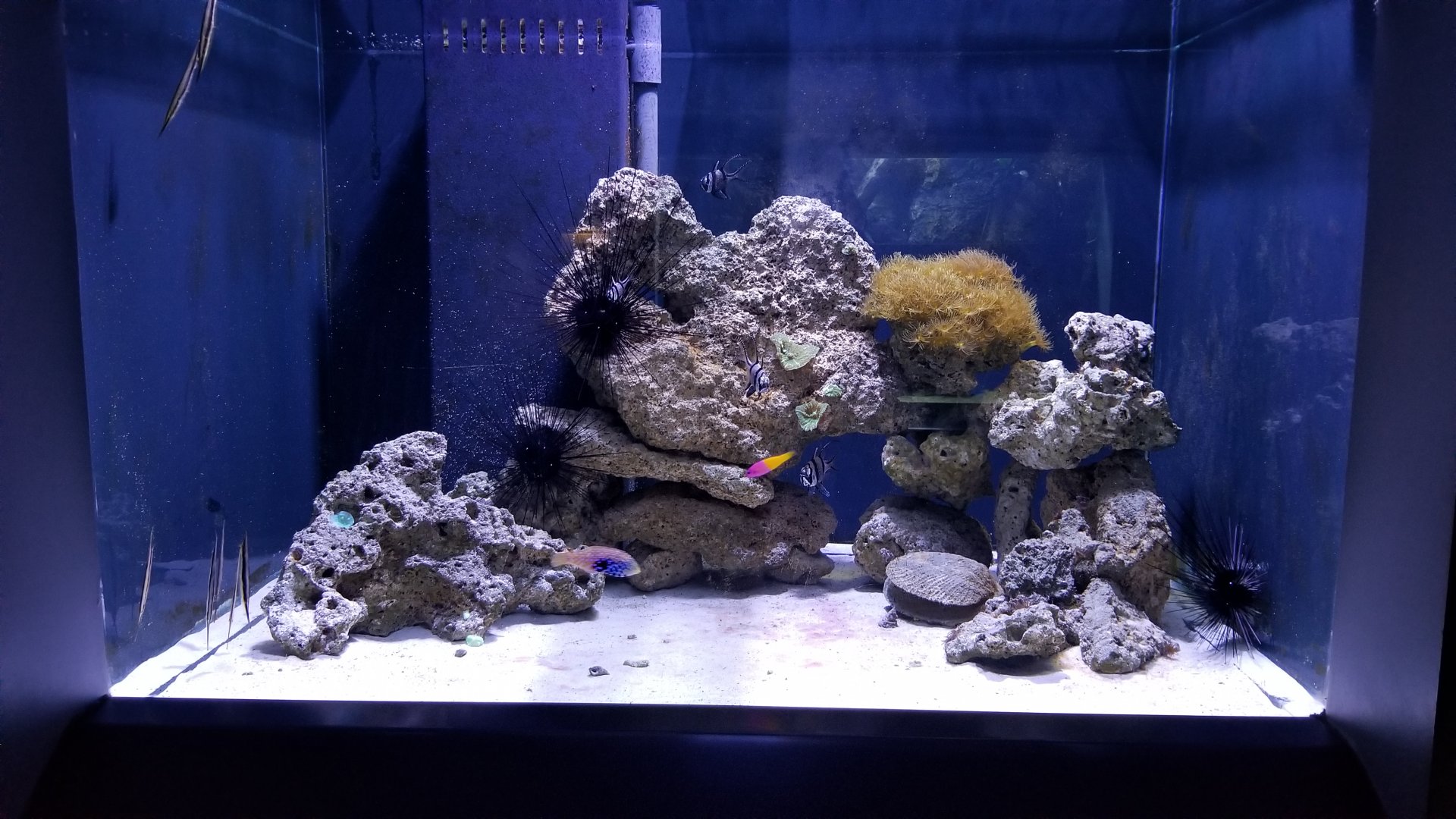 PPG Aquarium - salt tank