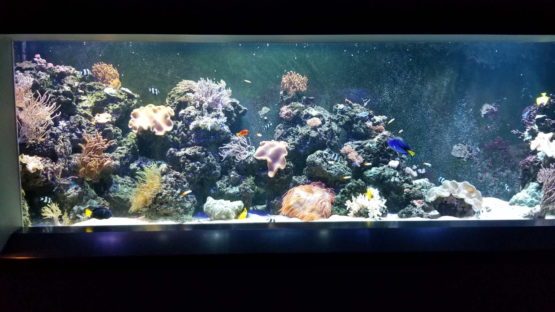 PPG Aquarium - salt tank