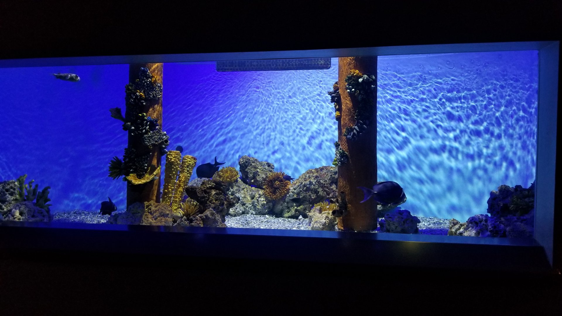 PPG Aquarium - salt tank