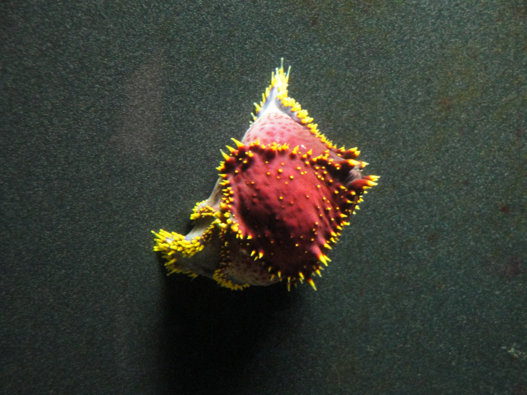 PPG Aquarium - Sea Apple