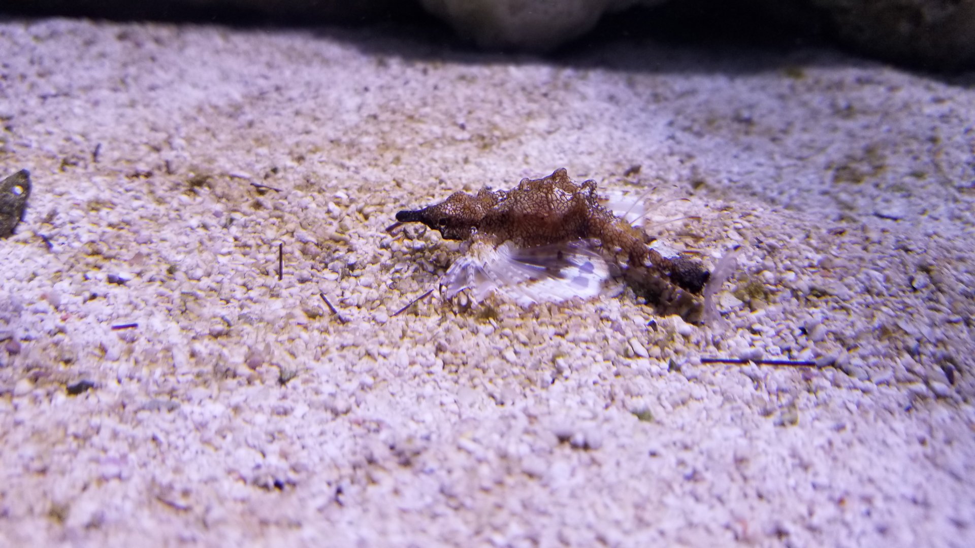 PPG Aquarium - Sea Moth