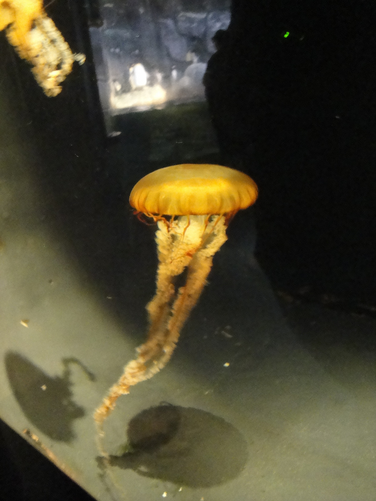 PPG Aquarium - Sea Nettle