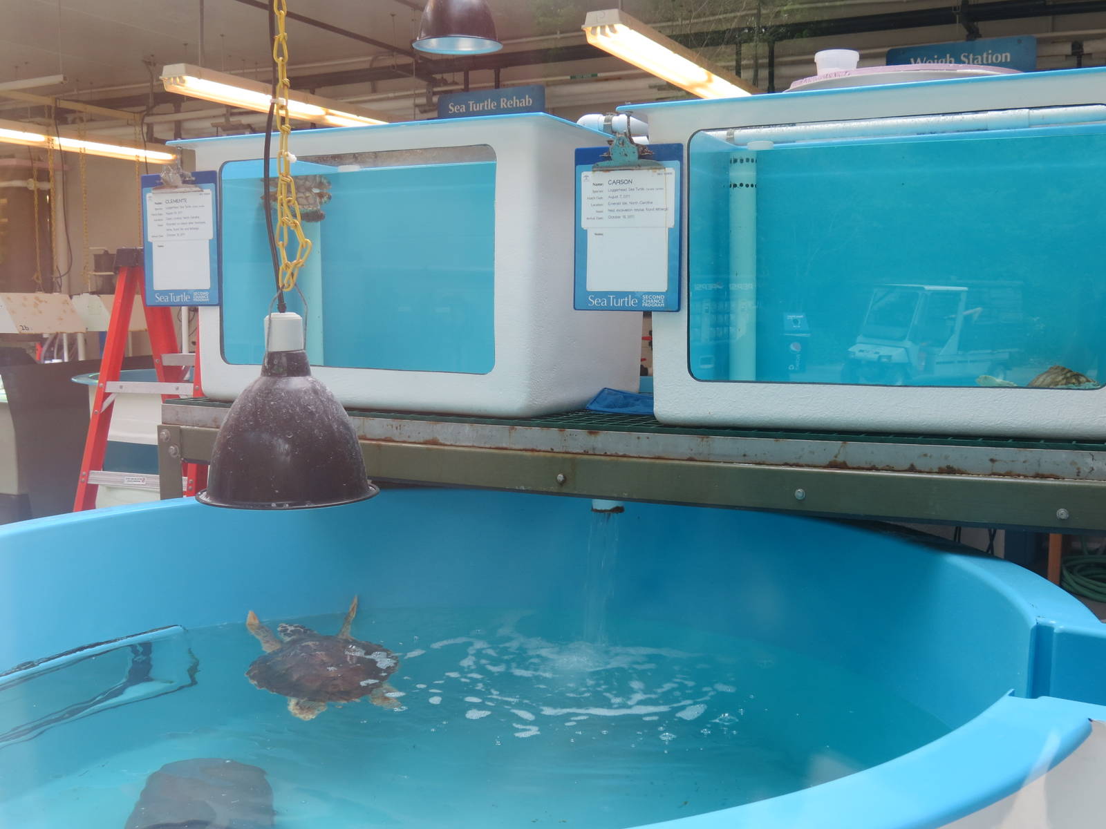 PPG Aquarium - Sea Turtle Rehabilitation Exhibit