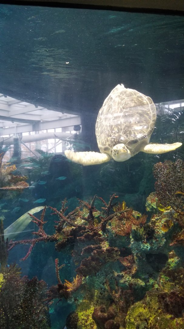 PPG Aquarium - sea turtle