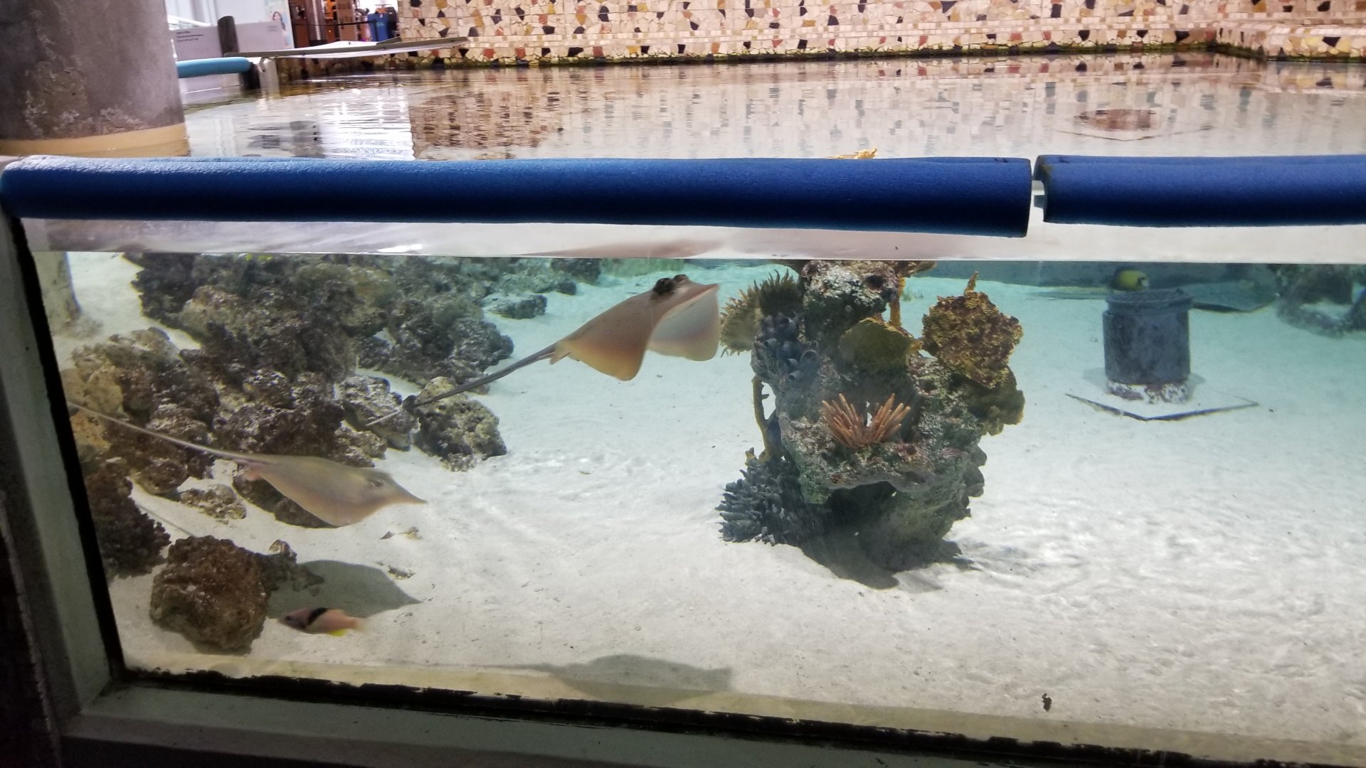 PPG Aquarium - shallow tank