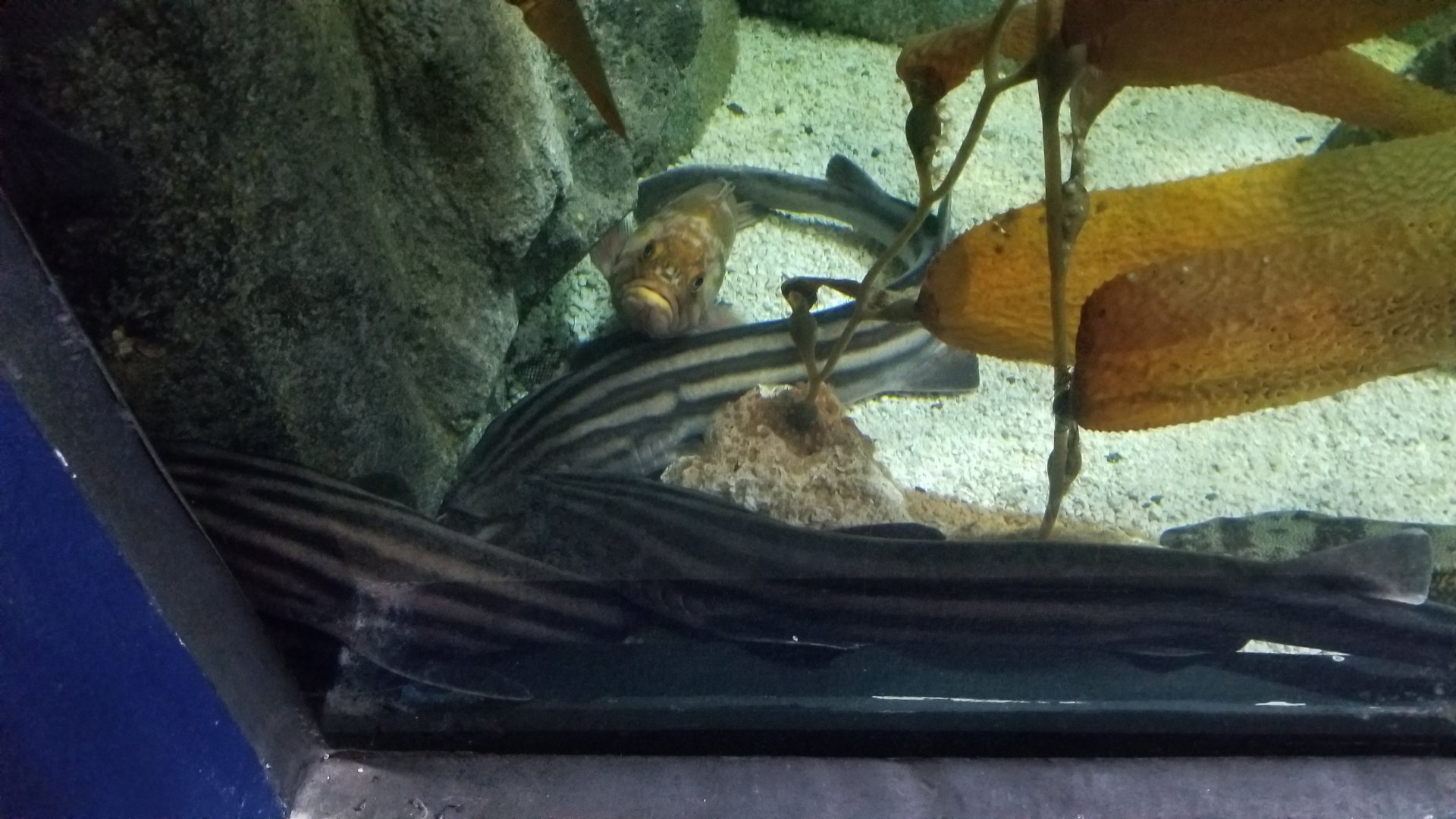 PPG Aquarium - sharks