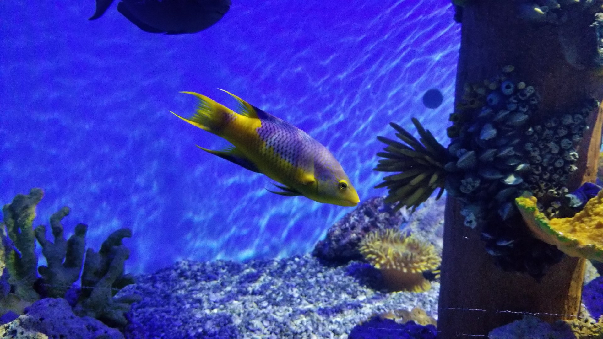 PPG Aquarium - Spanish hogfish