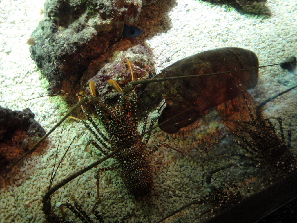 PPG Aquarium - Spotted Spiny Lobster and Slipper Lobster