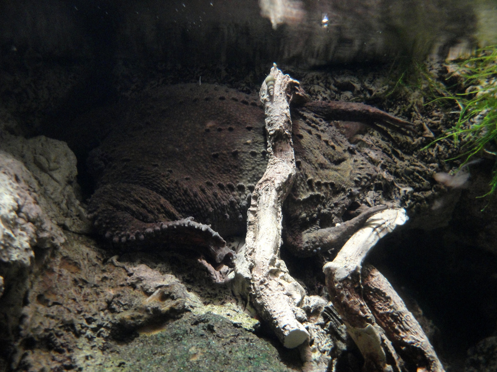 PPG Aquarium - Surinam Toad