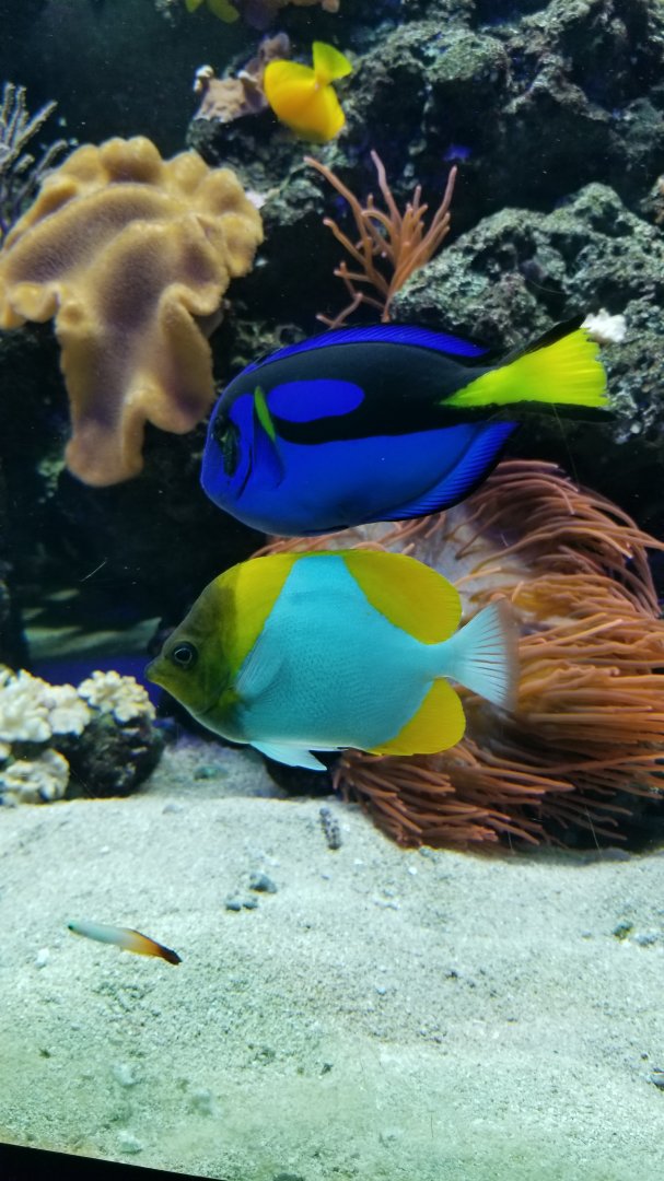 PPG Aquarium - Tangs, fire goby