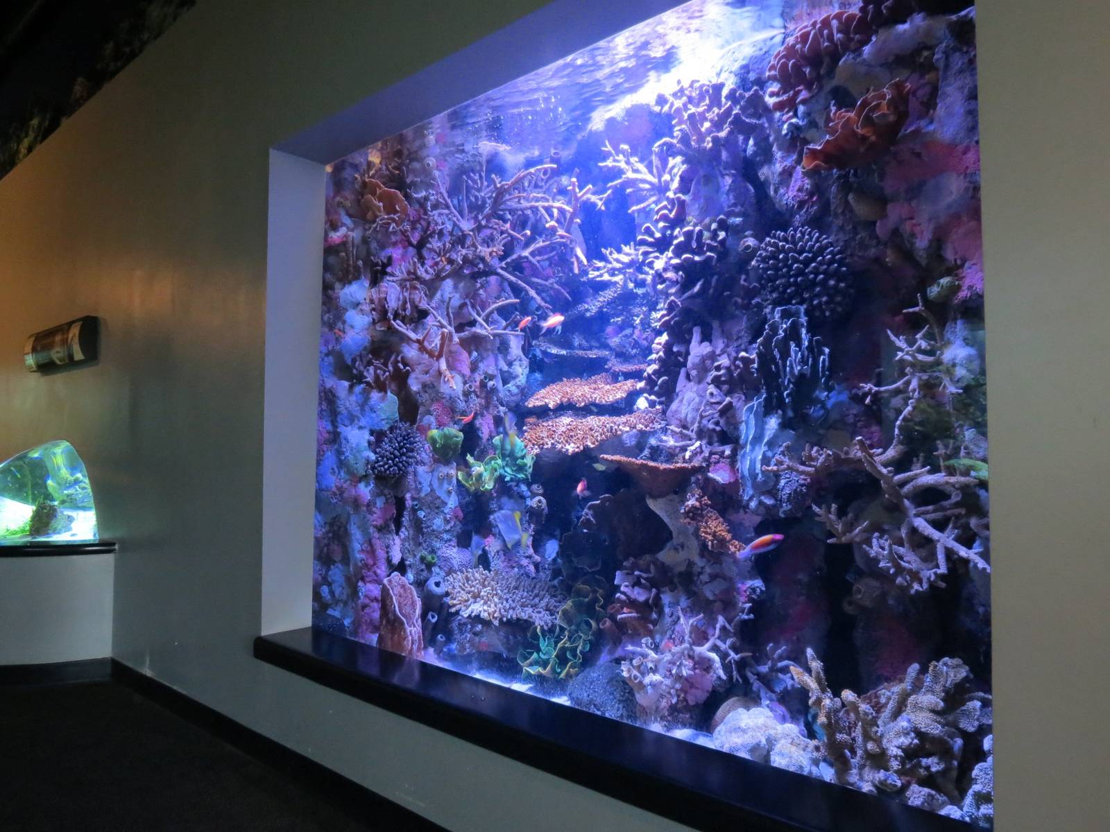 PPG Aquarium - The Coral Reef - Coral Exhibit