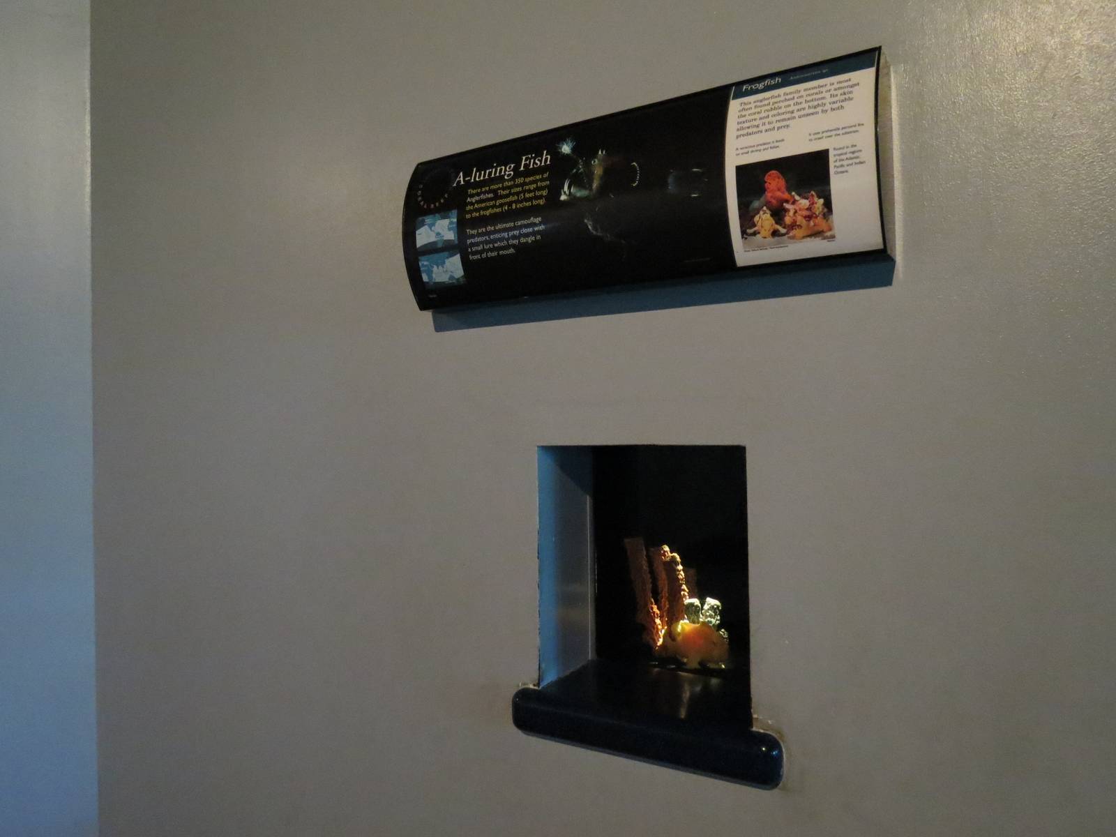 PPG Aquarium - The Coral Reef - Frogfish Exhibit