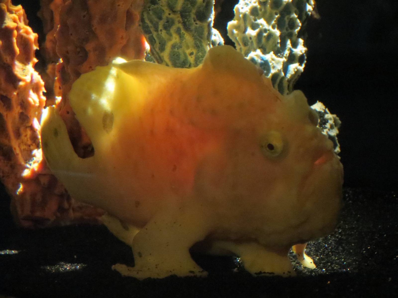 PPG Aquarium - The Coral Reef - Frogfish