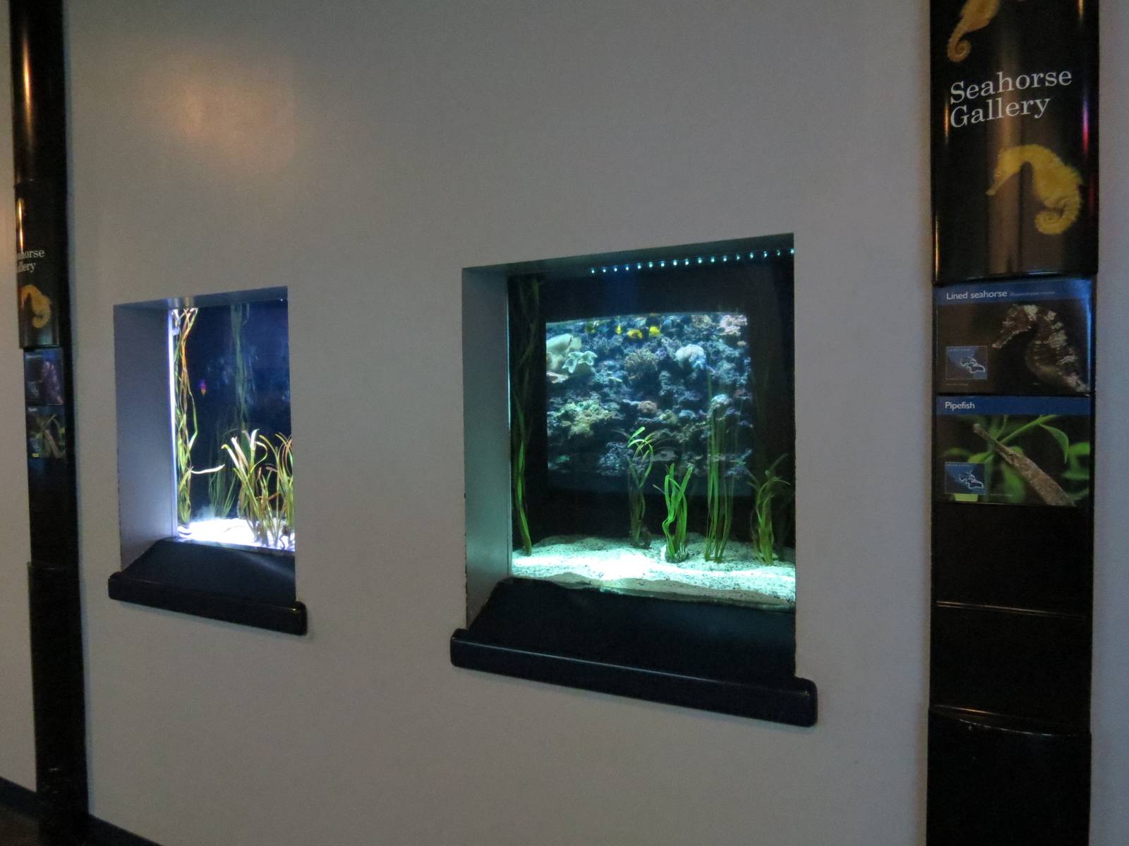 PPG Aquarium - The Coral Reef - Lined Seahorse and Pipefish Exhibits