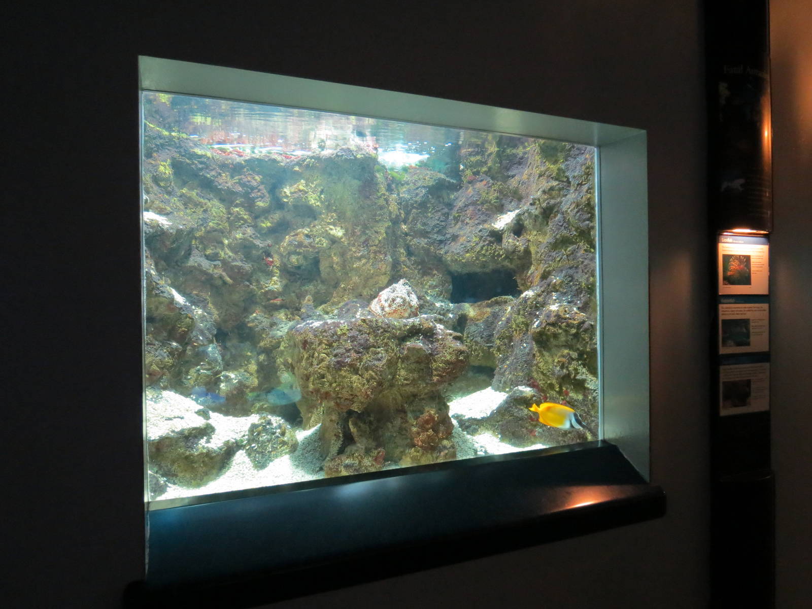 PPG Aquarium - The Coral Reef - Lionfish, Rabbitfish, and Stonefish Exhibit