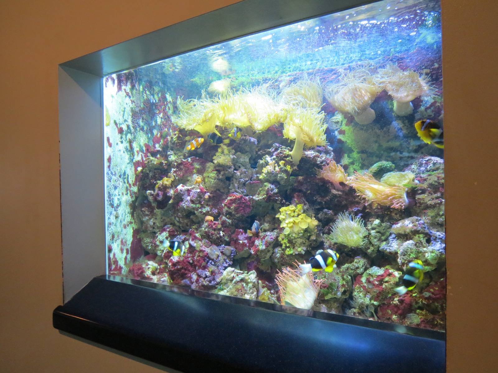 PPG Aquarium - The Coral Reef - Long Tentacled Anemone, Skunk Clownfish, an