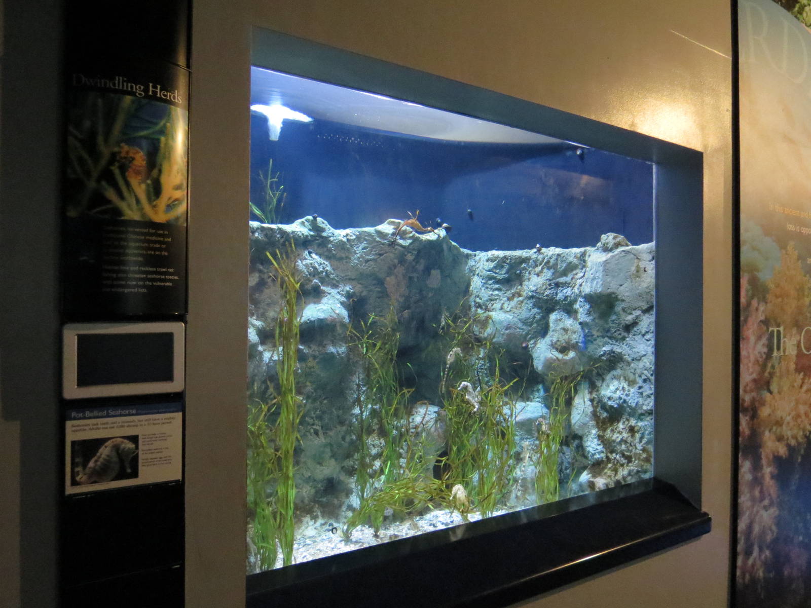 PPG Aquarium - The Coral Reef - Pot-bellied Seahorse Exhibit